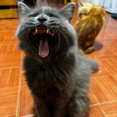 May'S Homestay セブ市 エクステリア 写真